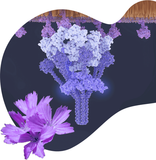 A magenta dianthus flower is placed next to a concept illustration of the C1 complement protein complex with an antigen-bound IgM.