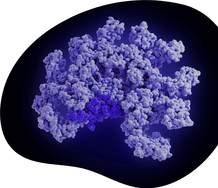 An artistic illustration of the immunoglobulin M (IgM) molecule shown in light purple, with a blue substructure attached to it.